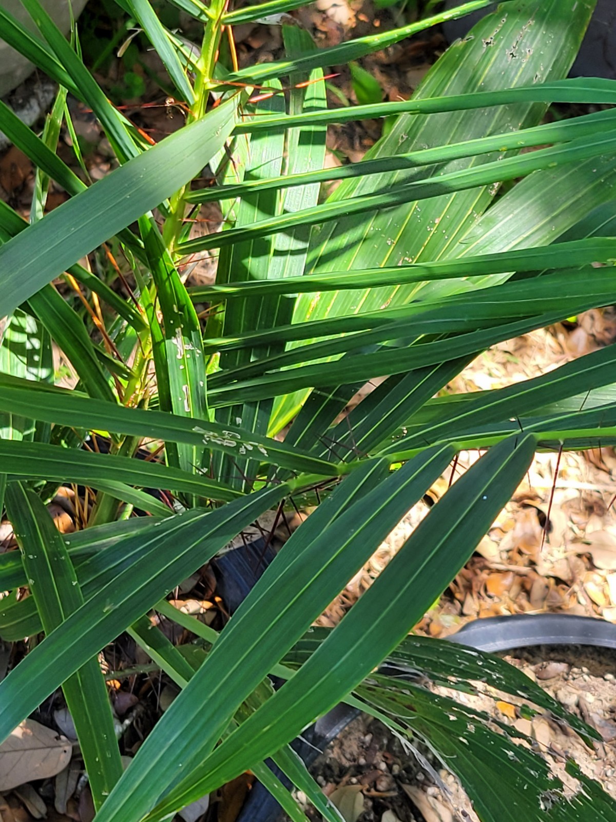 Acrocomia aculeata Palm Tree in 2 Gallon Container