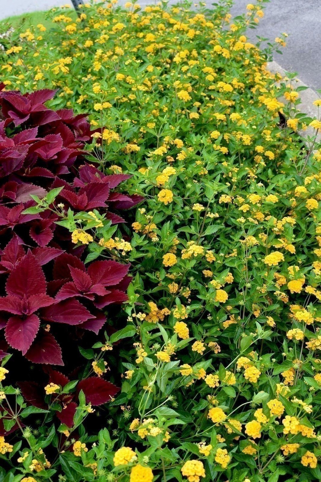 Lantana New Gold I Live Plants I Verbenaceae Camara I Live Vibrant Golden…