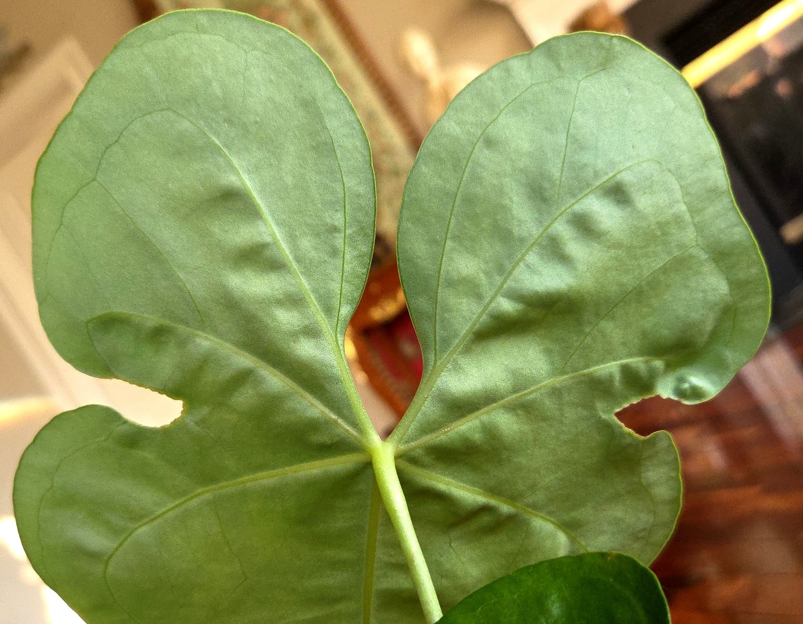 Rare Anthurium Berriozabalense X Clarinervium 22″ Tall Aroid Not Philodendron