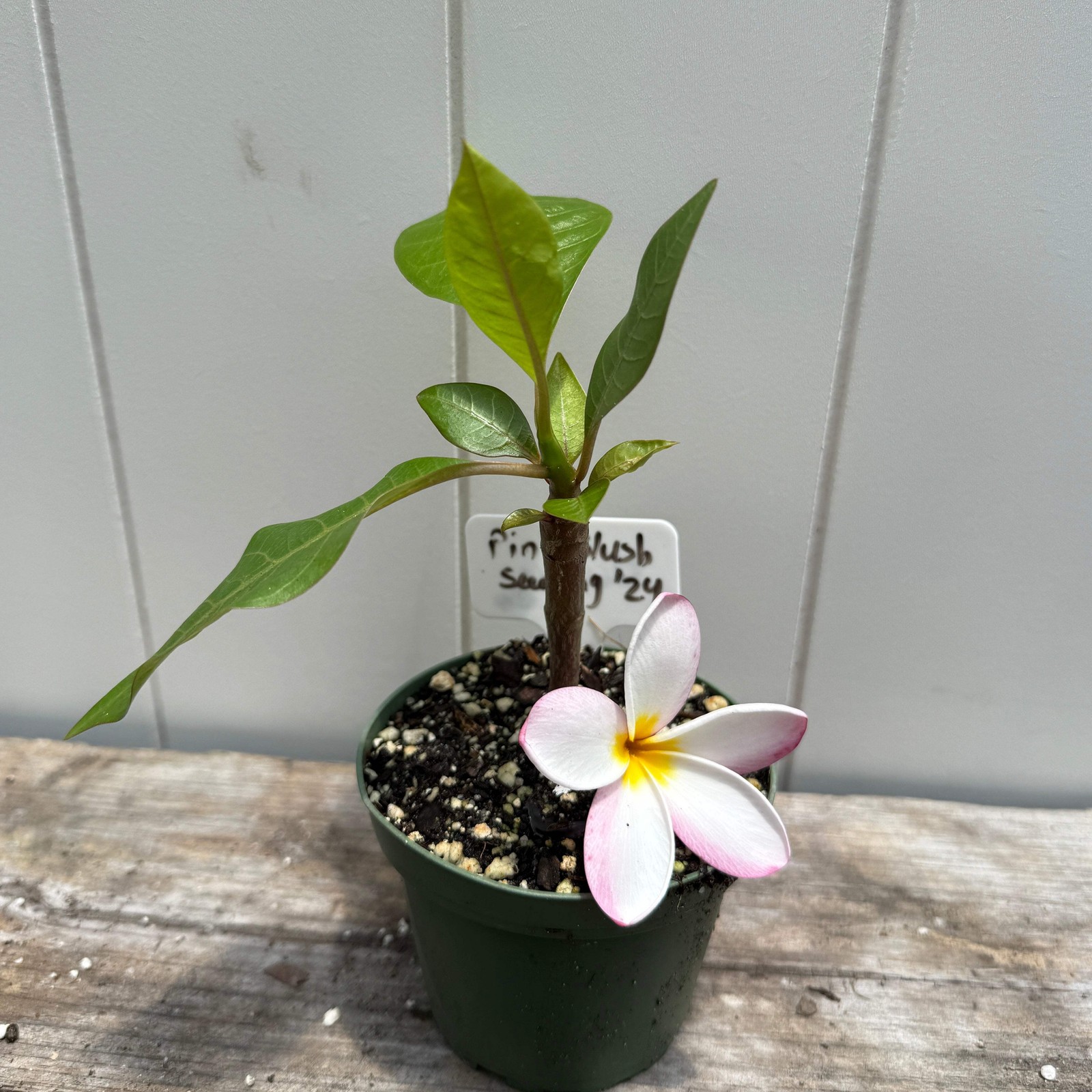1 year Plumeria Seedlings, Make your own 3-Pack