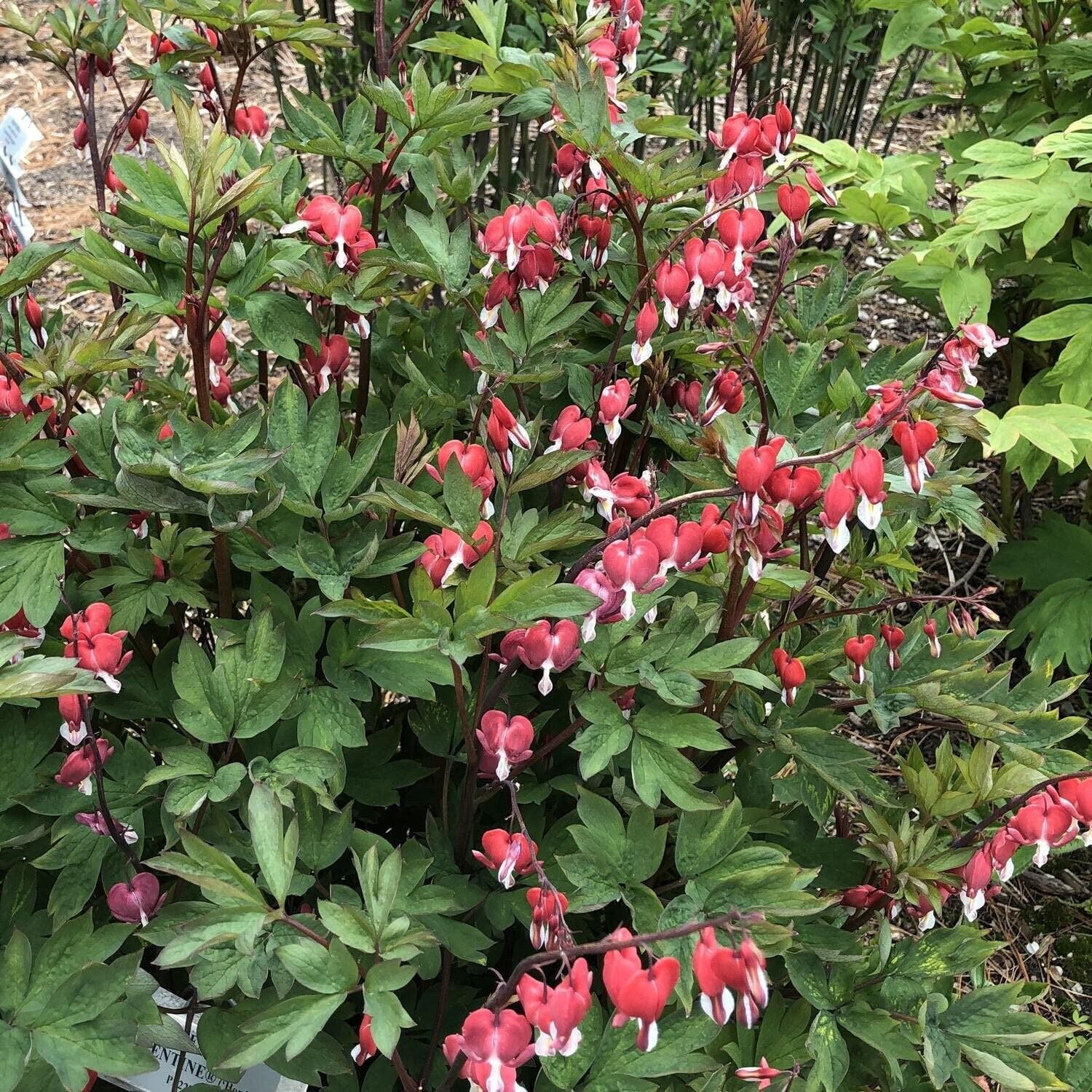 VALENTINE Dicentra / Bleeding Heart (Dormant Bare Root With 2/3 Eyes)