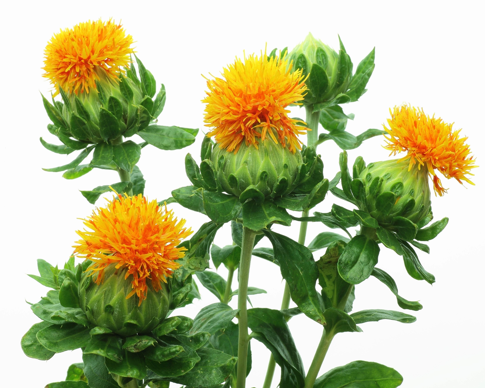 300 SAFFLOWER Saffron Carthamus Tinctorius Yellow Orange Flower Seeds *Comb S/H