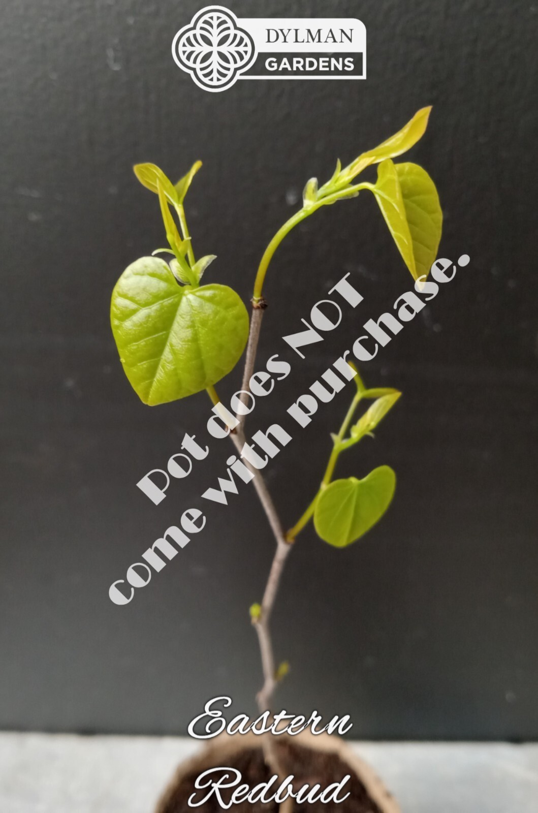 Eastern Redbud Tree (Cercis canadensis) – Pink Spring Blooms – Multiple Sizes