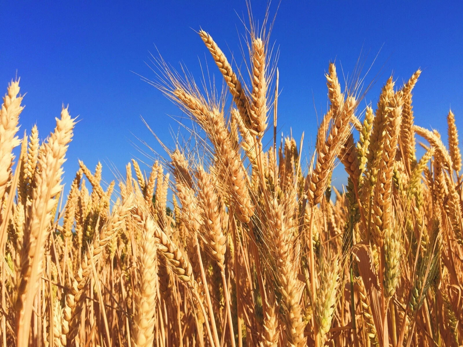 Hard Red Winter Wheat Seeds NON-GMO for planting sprouting fodder storage 5 Lbs