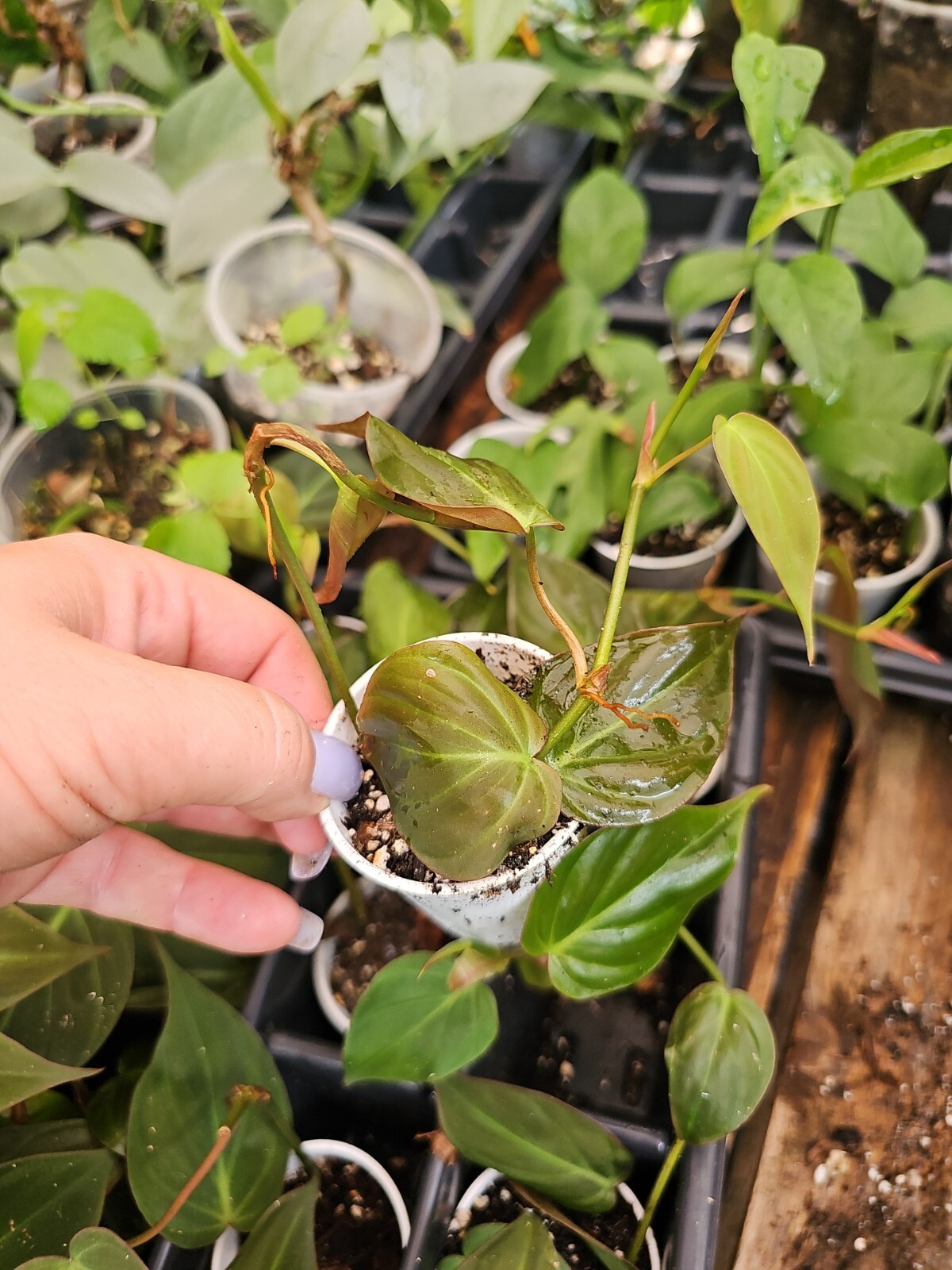 Philodendron Micans Live Plant 2 inch Pot Fully Rooted