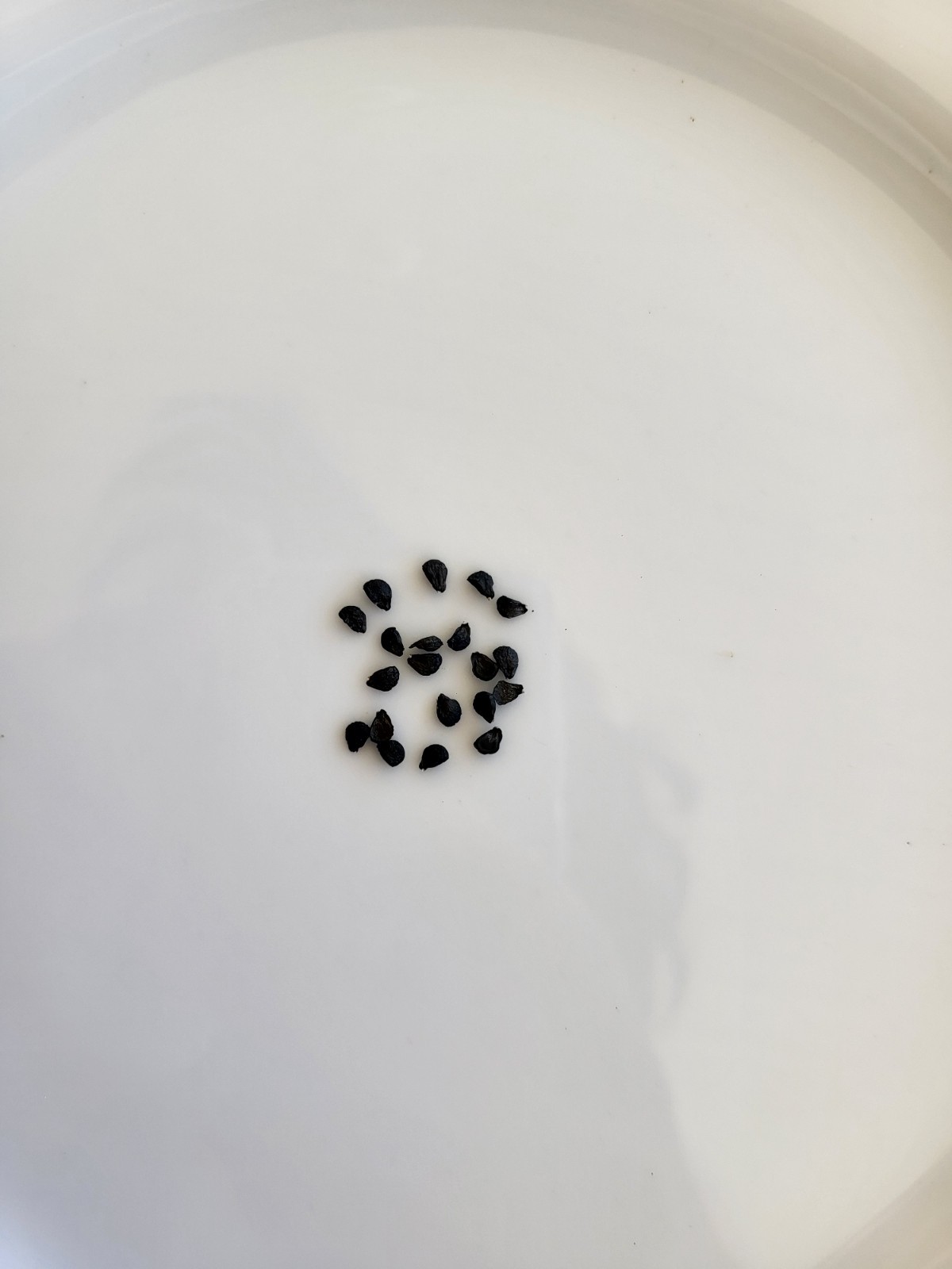 50 Garlic chive seeds, NON-GMO chive seeds, Chinese chive seeds 中国韭菜种子