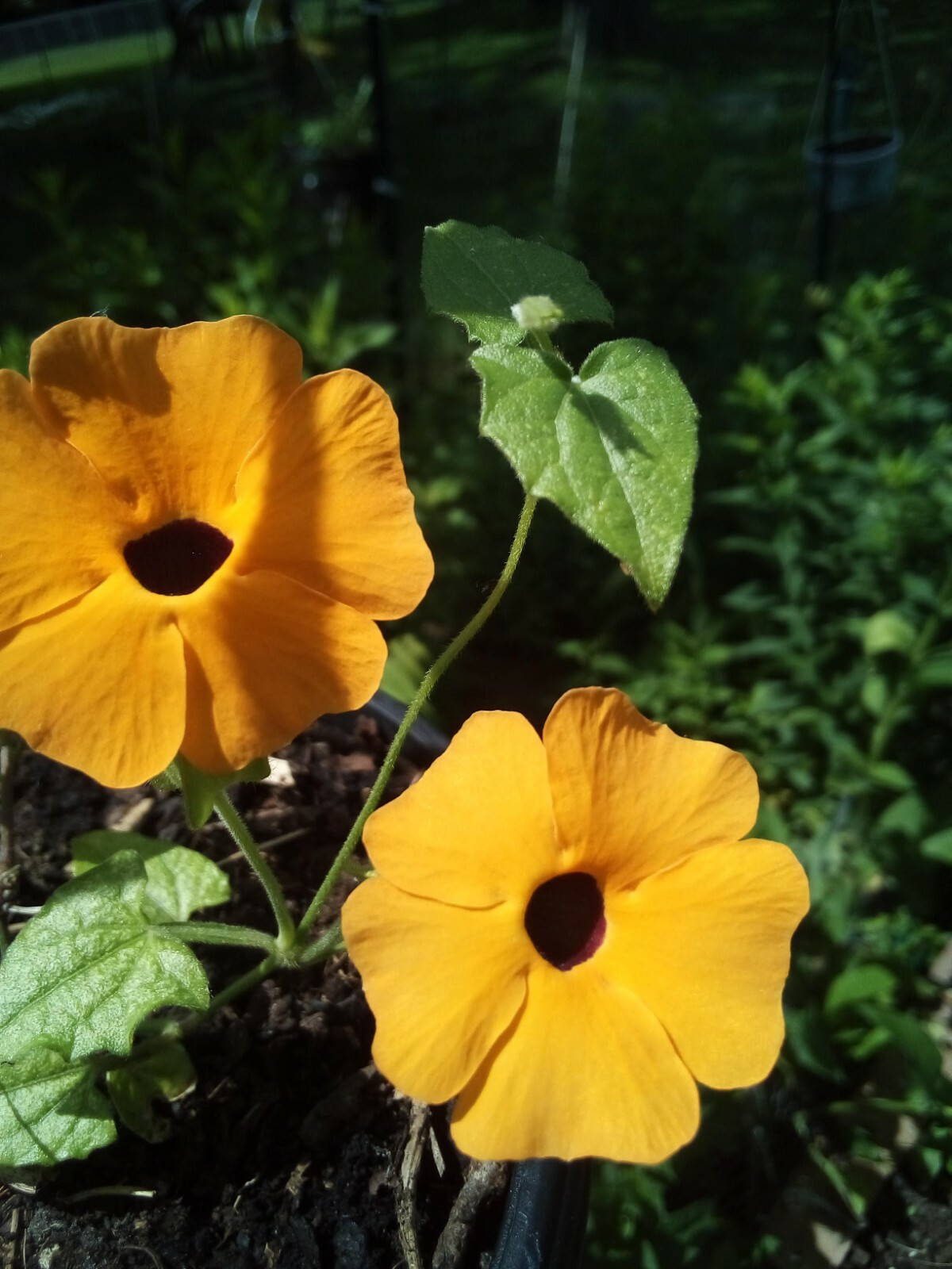 20 SEEDS BLACK EYED SUSAN VINE THUNBERGIA ALATA