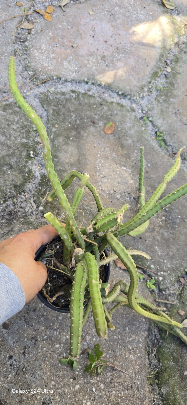 Selenicereus Pteranthus Plant Well Rooted In 4 Inches Nursery Pot