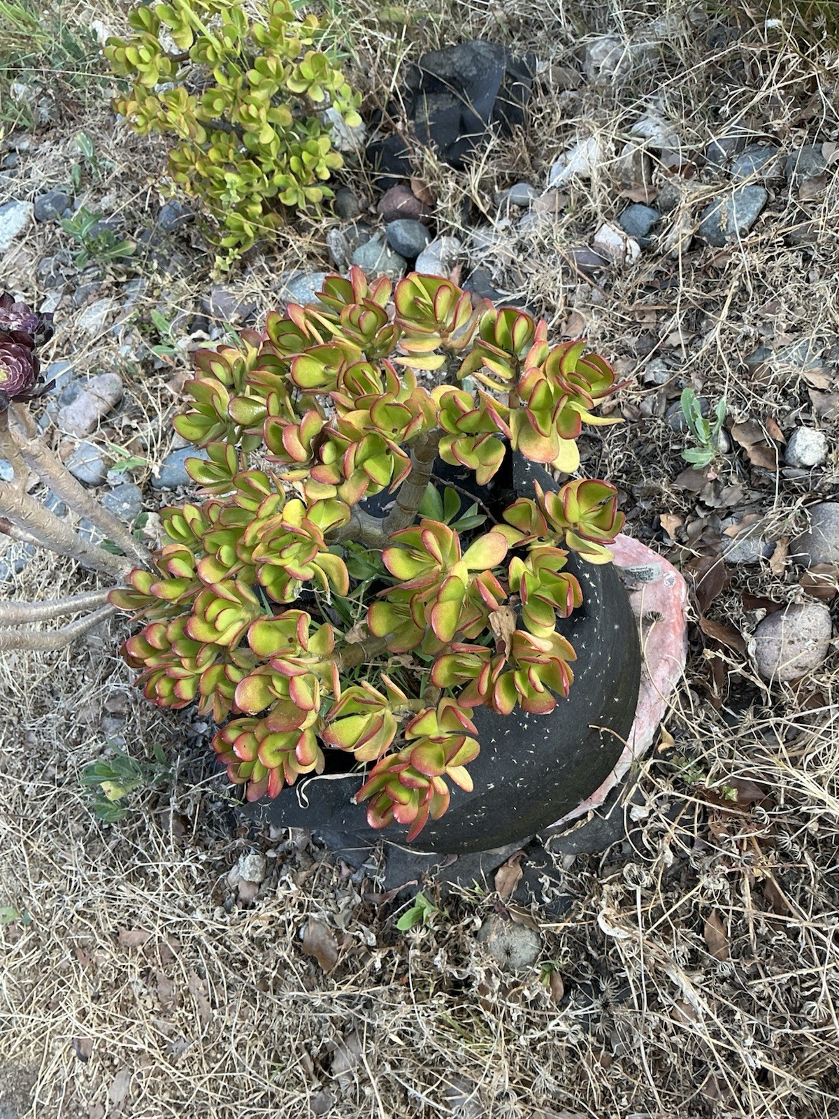 healthy jade plant with roots, Around 13” tall, rooted