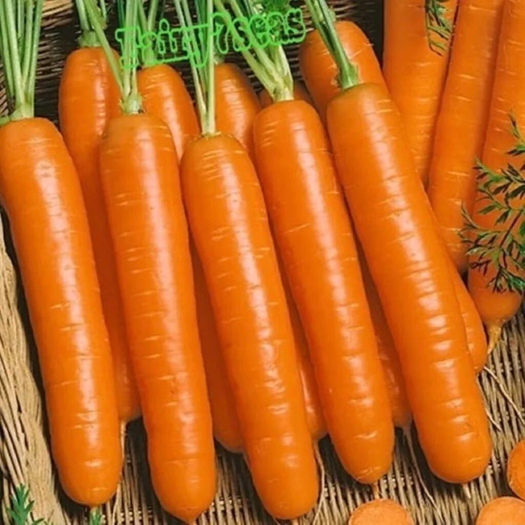 Little Fingers Carrot Seeds – Daucus Carota – Sweet &Tender Orange Carrot