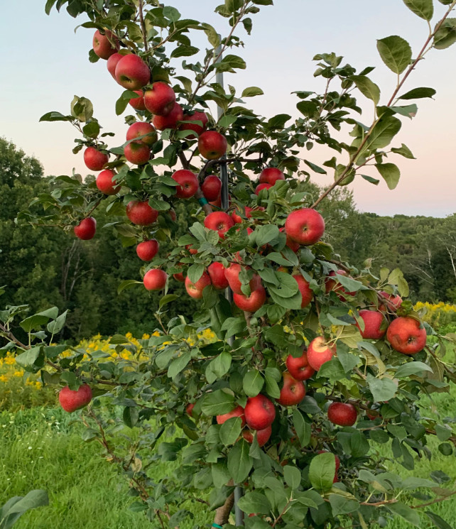 Crimson Apple Seedling Plant – 7-10″ Tall – Fruit Tree for Backyard Orchard