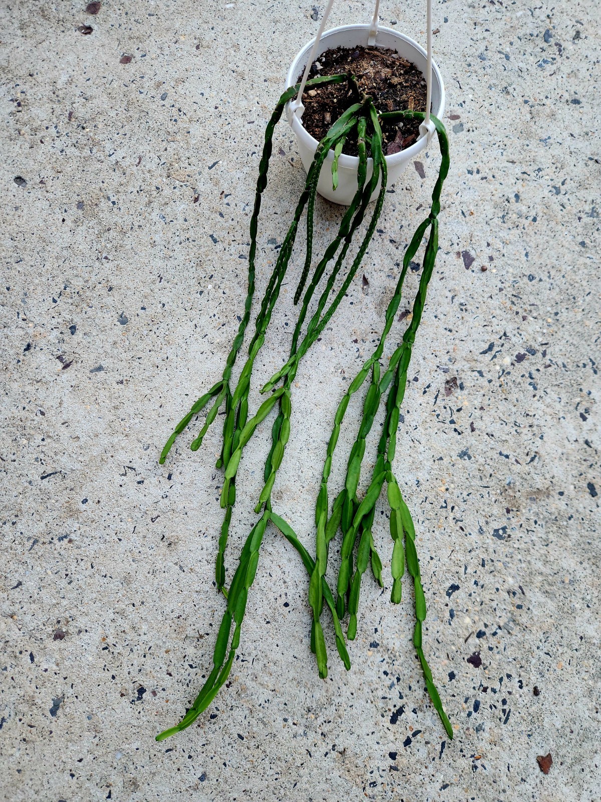 Rhipsalis Paradoxa 6″ Hanging Basket Live Rare Plant