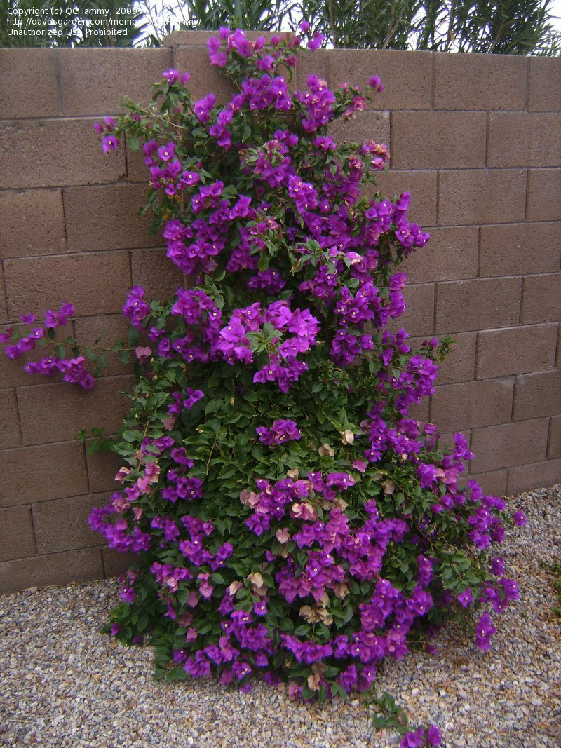 Well Rooted **VIOLET** Live Bougainvillea starter/plug plant*