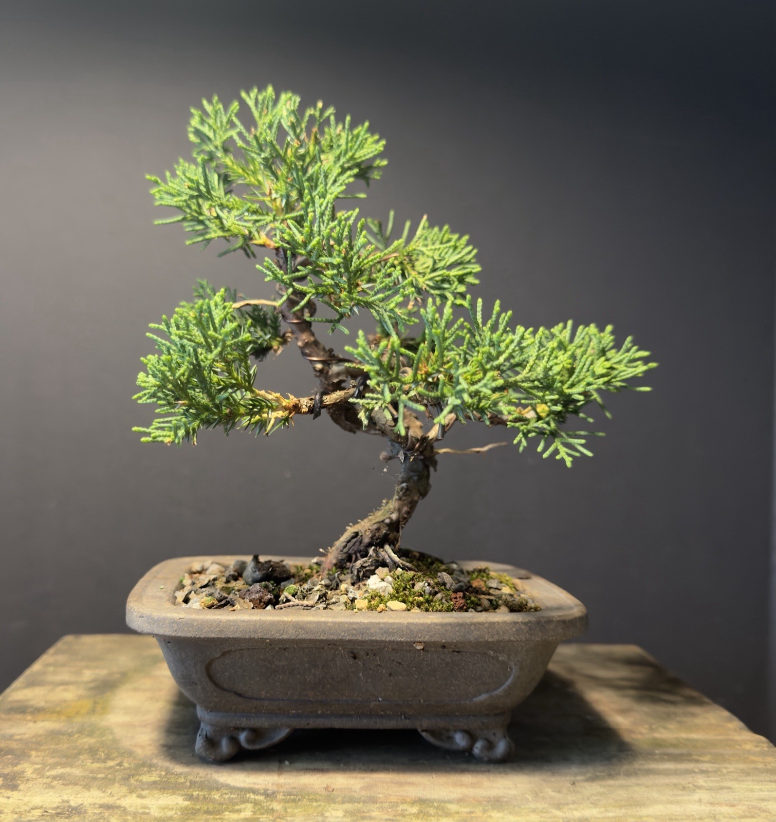 Shimpaku Mame Bonsai Itoigawa 8” Tall Jin/Shari, Yixing pot W Chop