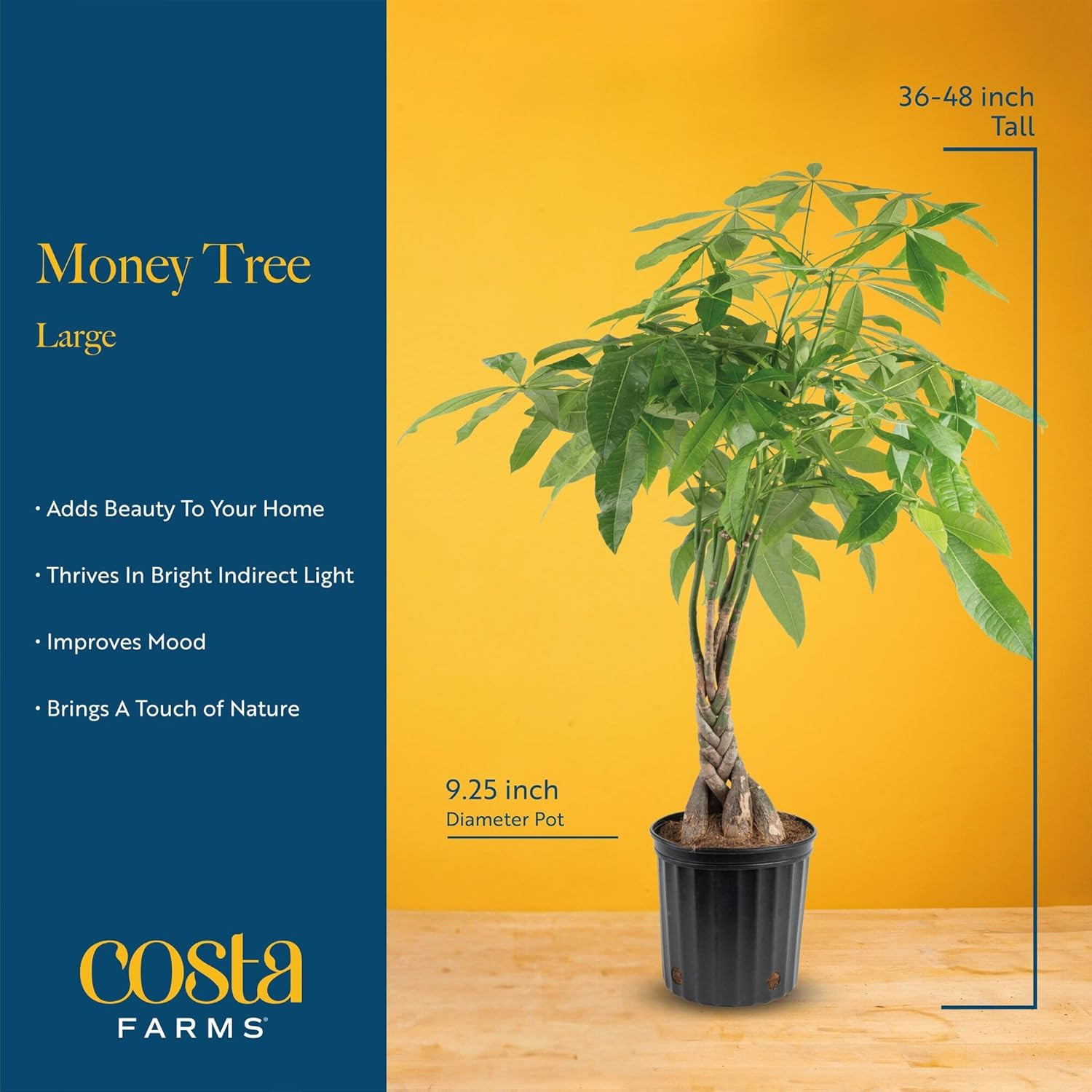 Costa Farms Live Money Tree (Pachira Aquatica), 3-4 Feet Tall, Large Indoor Plan