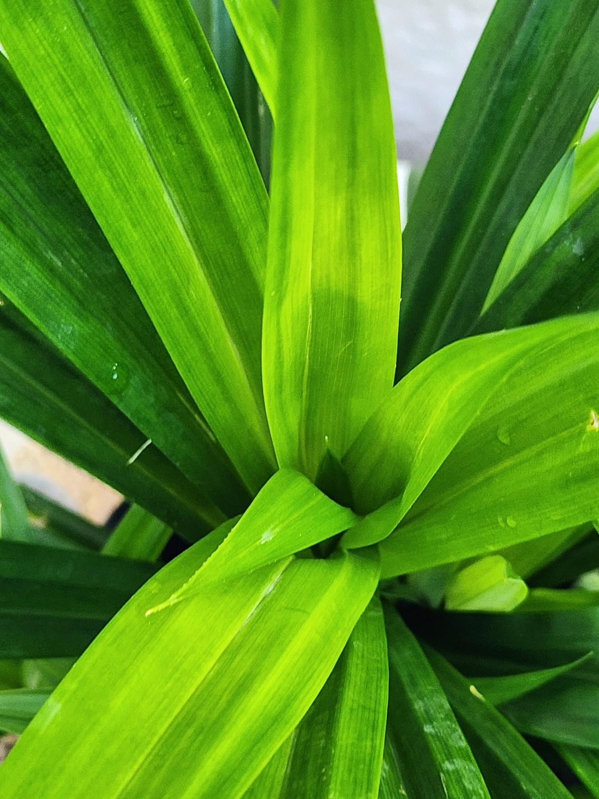 1 Live Pandan Leaf tree With Roots 15-17 Inches (lá Dứa – Planta de Pandan).