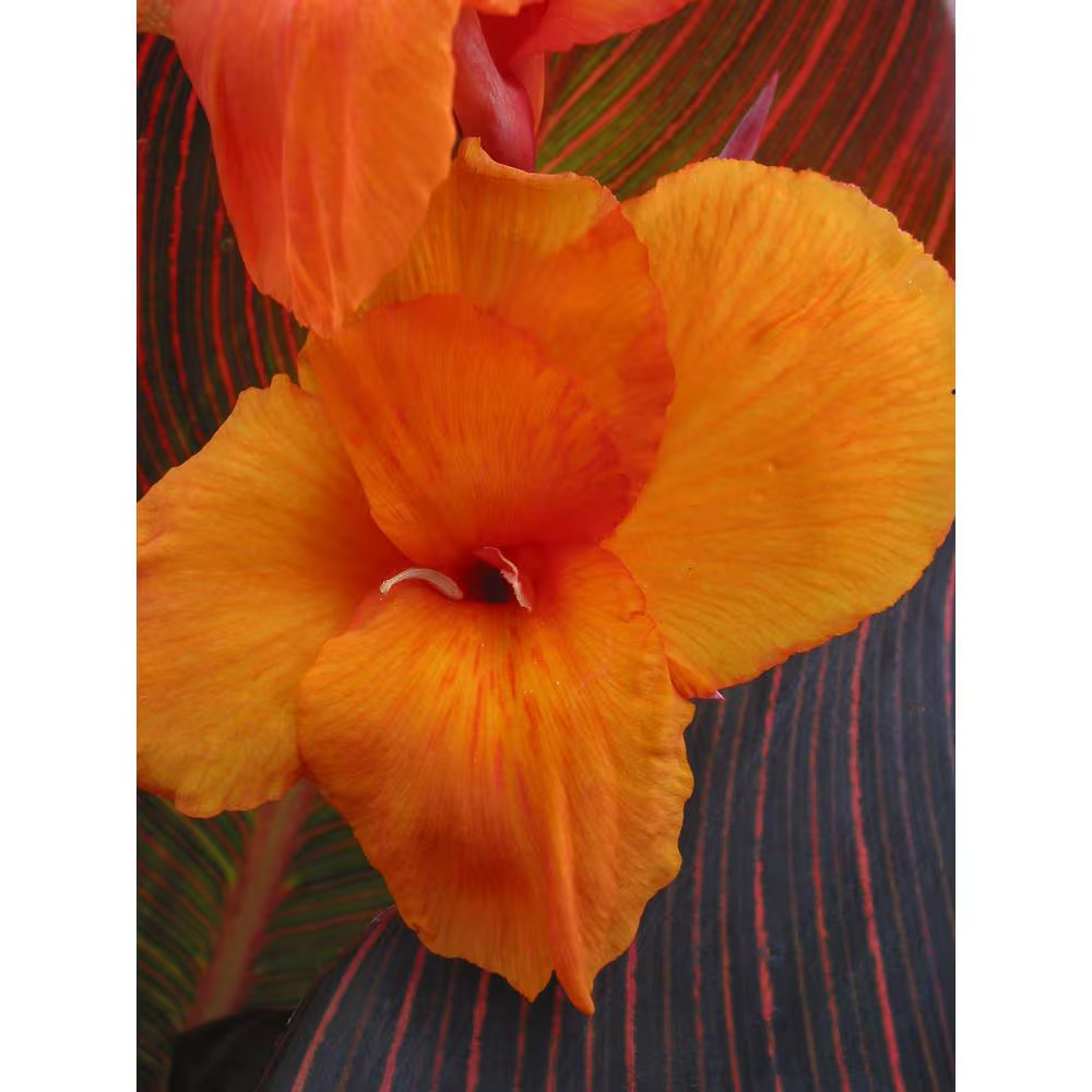 1.0 Gal. Annual Canna Tropicanna Original