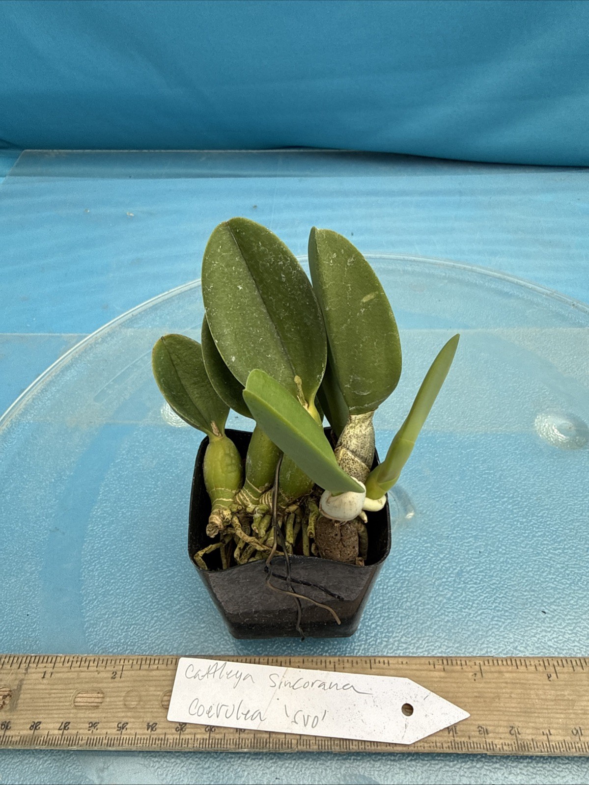 Cattleya sincorana Coerulea ‘SVO’ EXACT BS Orchid Species 2” Pot