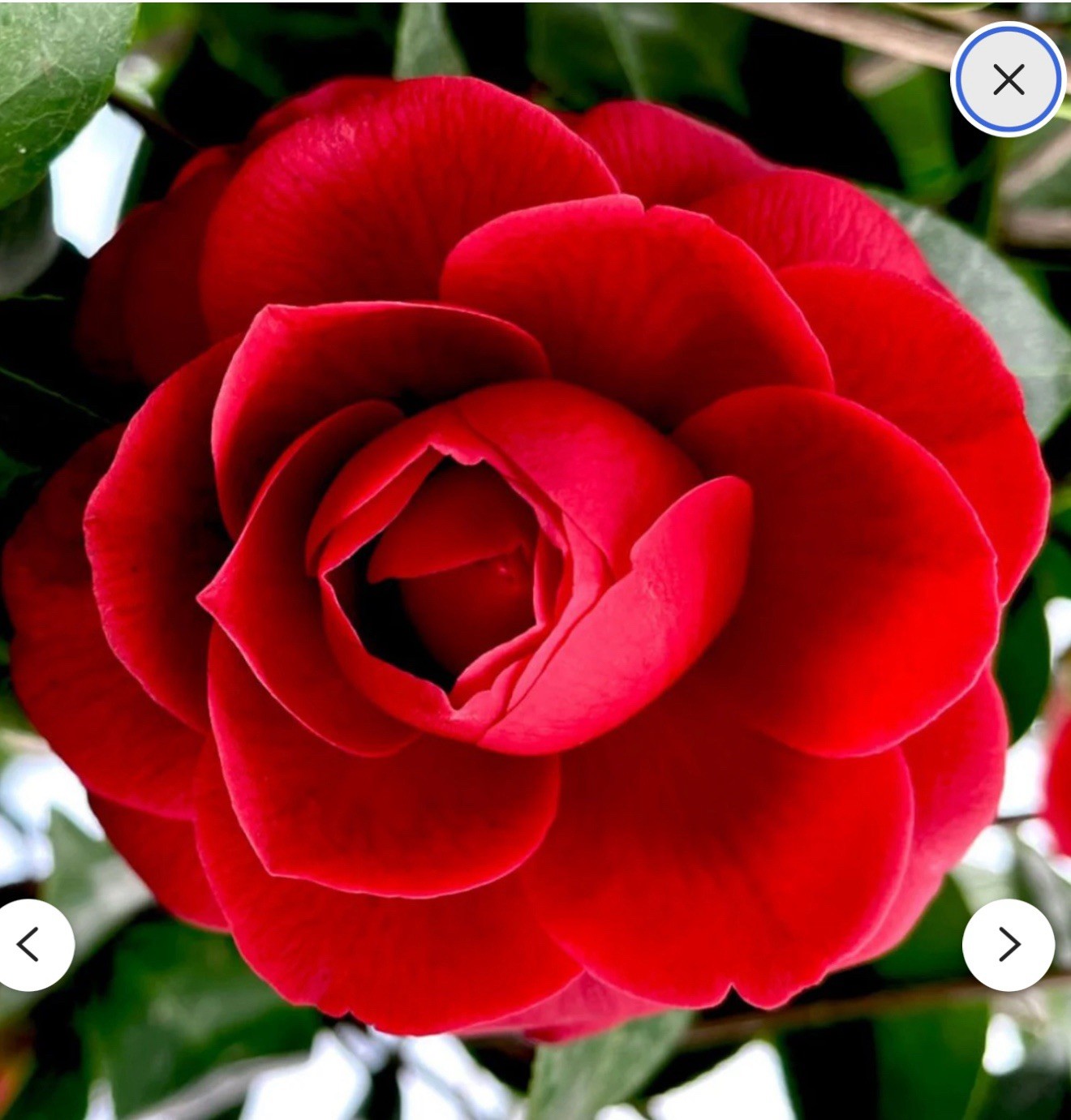 Black Tie~~Camellia Japonica–Live STARTER Plant–VERY UNIQUE BLOOMS!
