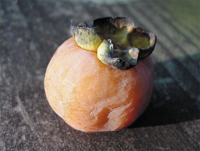 Common Persimmon Diospyros virginiana 25 FLOATED SEEDS 2023