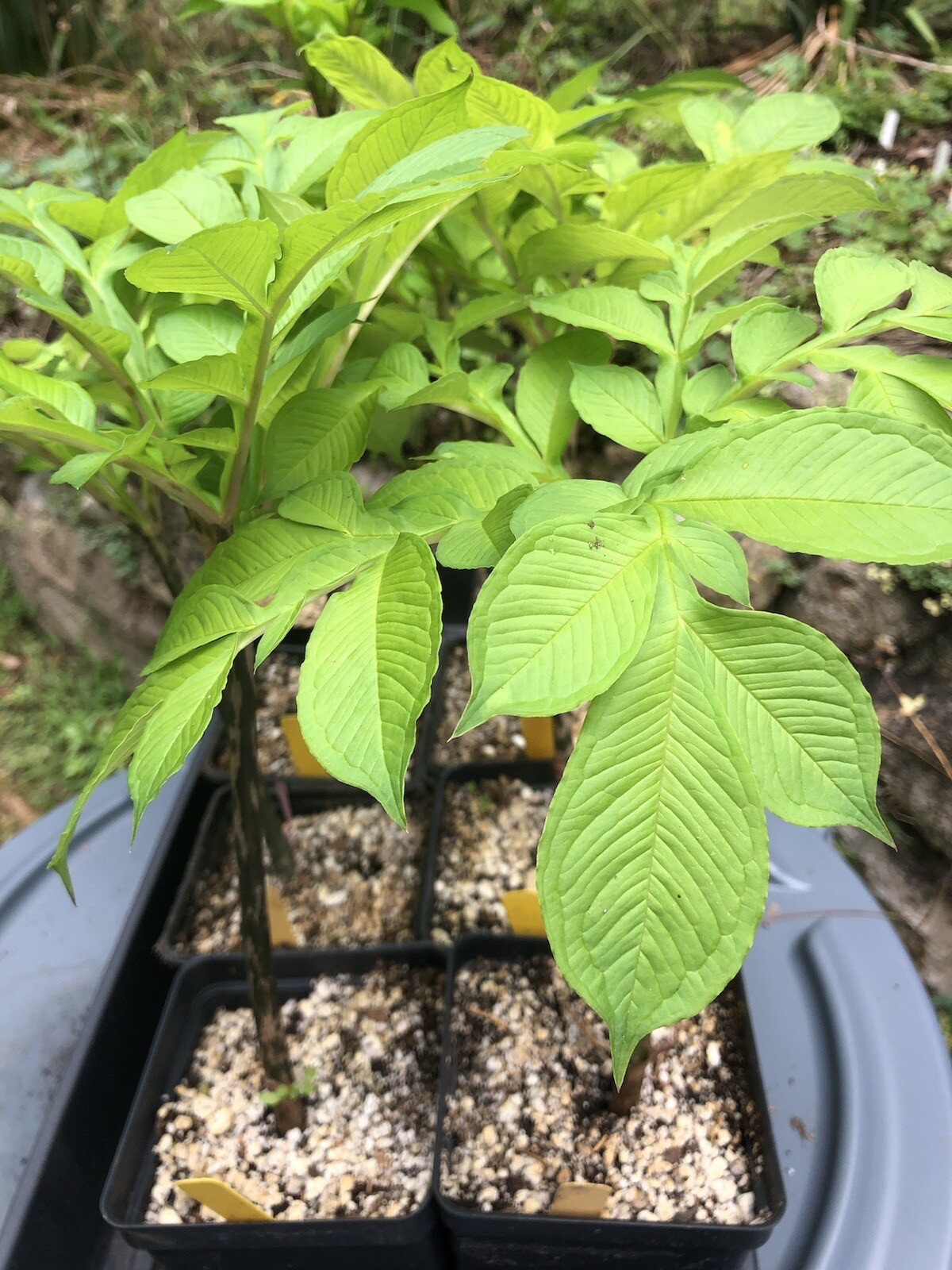 AMORPHOPHALLUS KONJAC ‘Gordon’s Gold’ 1 Dormant Bulb, (Voodoo Lily) Arisaema