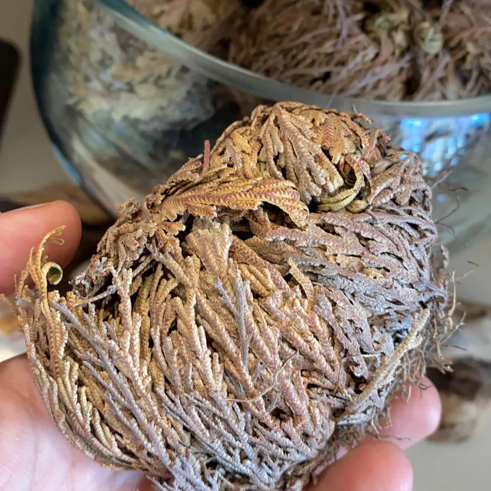 3–4″ Large Rose of Jericho Resurrection Fern – Selaginella lepidophylla