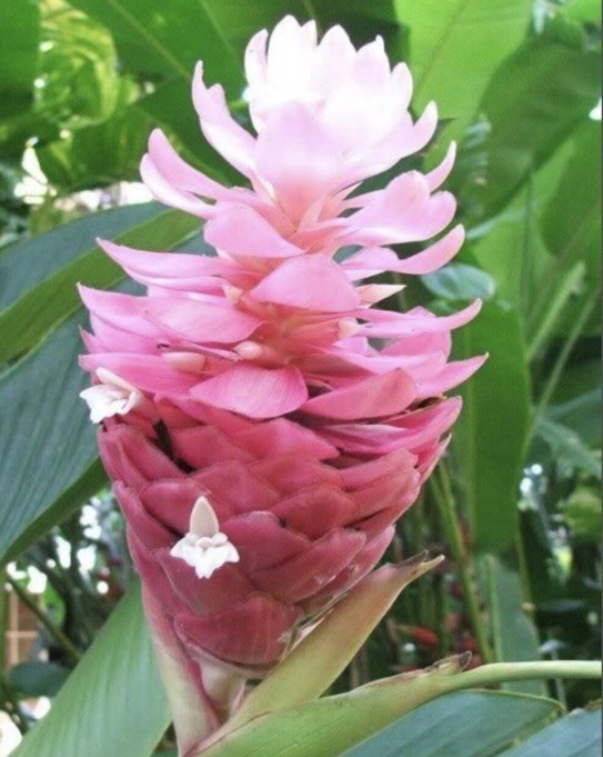 Pink Hawaiian Ginger Plant (Alpinia purpurata) Roots 3 Pack