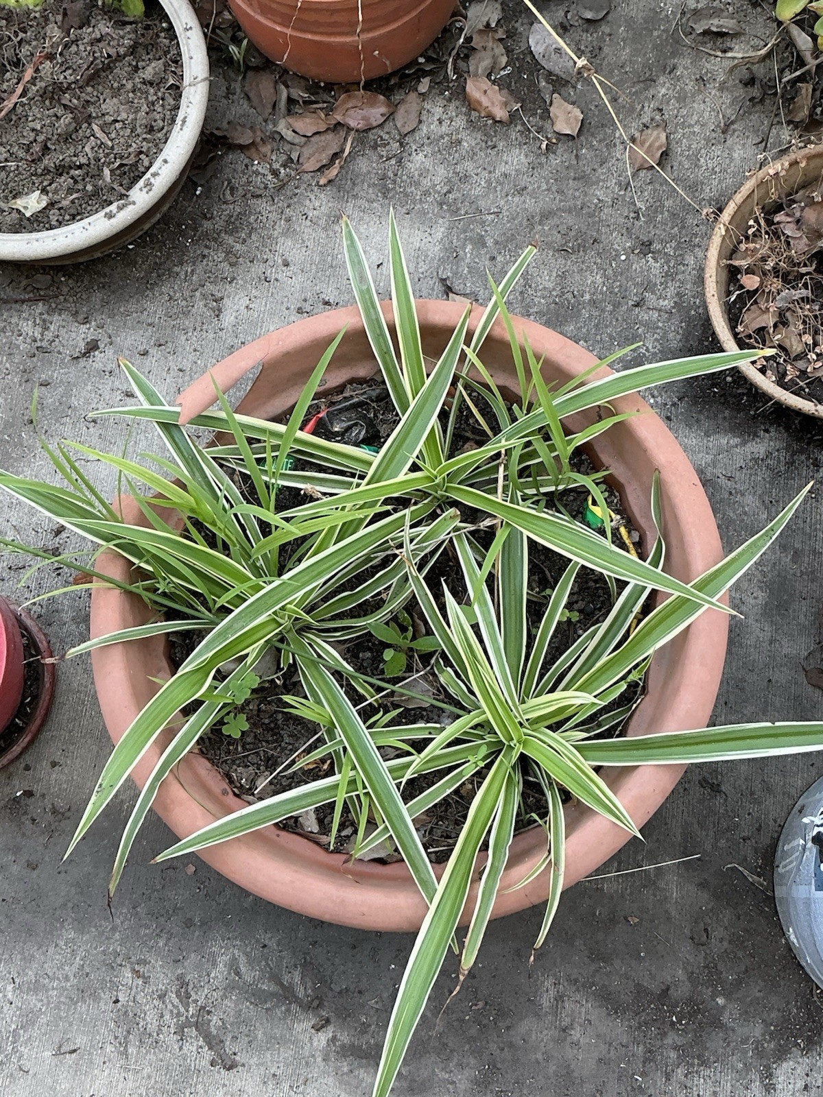 Lot Of 3 Spider Airplane Plants, 10” Tall With Roots, Rooted