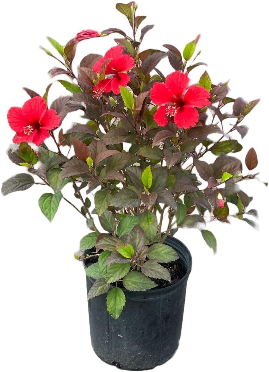 Tropical Red Hot Hibiscus Bush – 10-Inch Pot, Low-Maintenance & Pet-Friendly