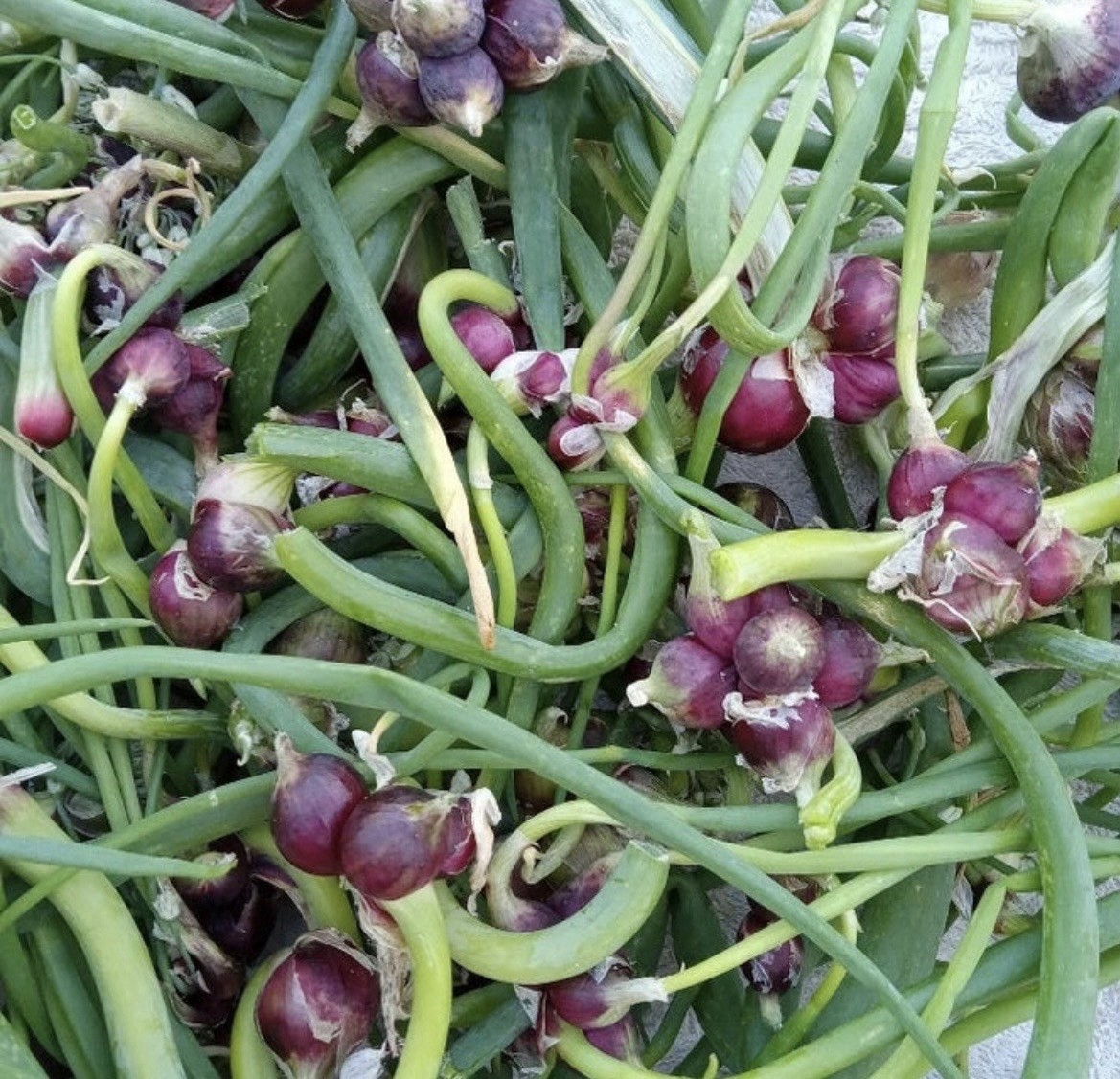 HEIRLOOM ONION BULBILS, RED CATAWISSA EGYPTIAN WALKING ONIONS (10 BULBILS)