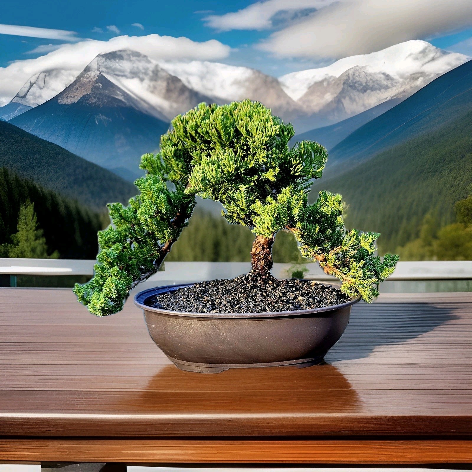 Japanes Juniper Bonsai In 9 Inch Plastic Pot With Tray. 15 Year Old Beauty.