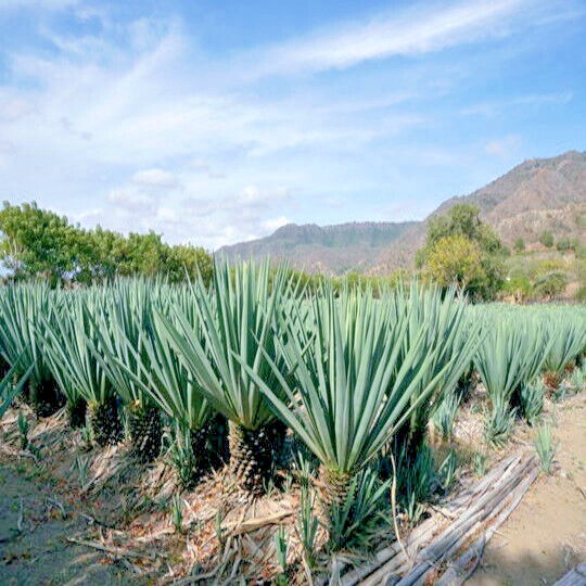 (Agave sisalana) Seeds Rare “Century Plant” Exotic Succulent “Sisal” Cactus Tree