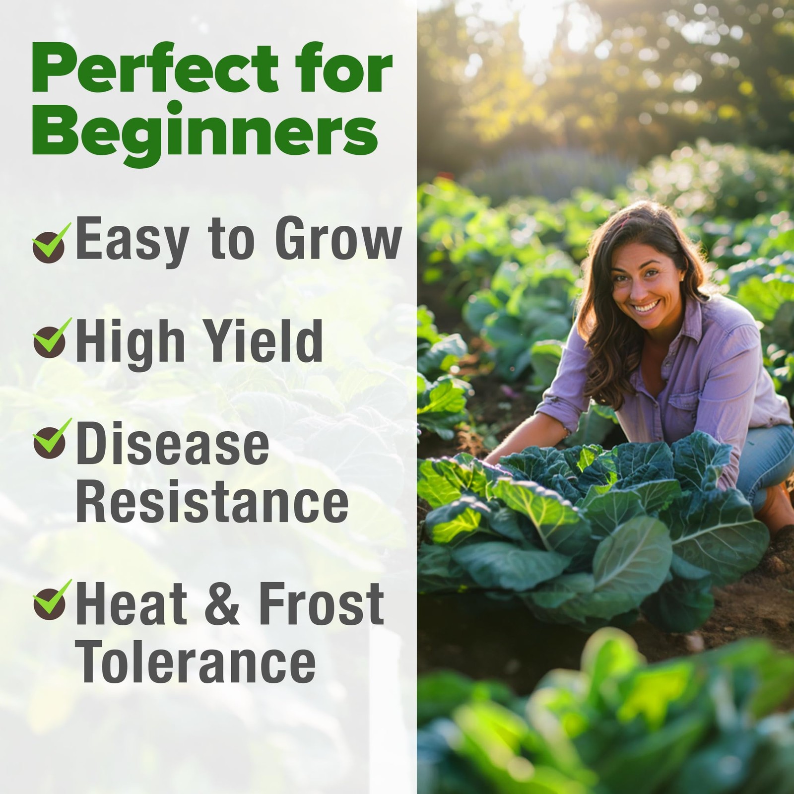 HOME GROWN Georgia Southern Collard Green Seeds 600+ Heirloom NonGMO Seeds fo…