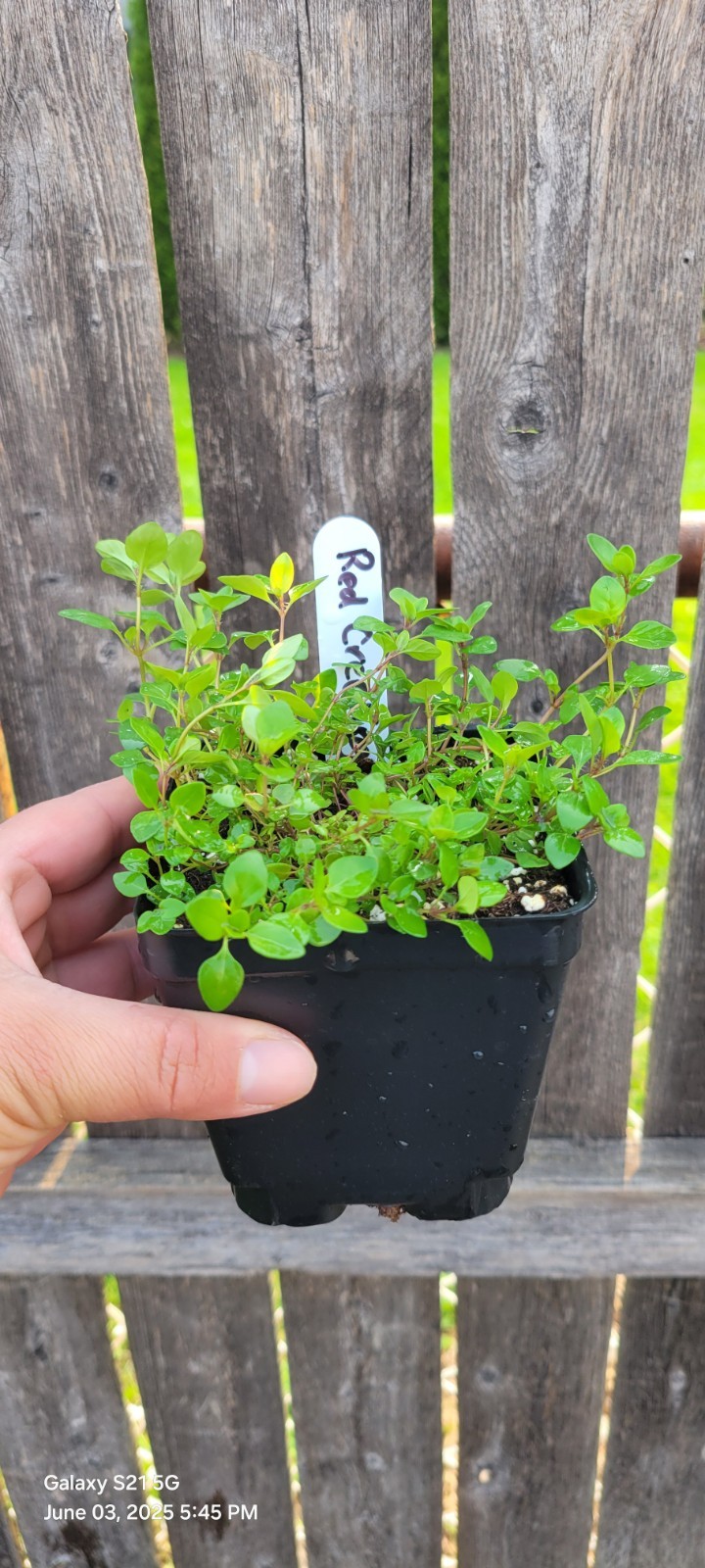Creeping Thyme Live Plant, 4″ Pot Ground Covering Plants 6 Colors Available