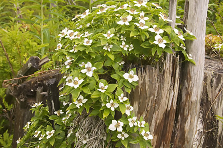 Creeping Dogwood, (Bunchberry), Cornus canadensis, Seeds (Showy, Edible)