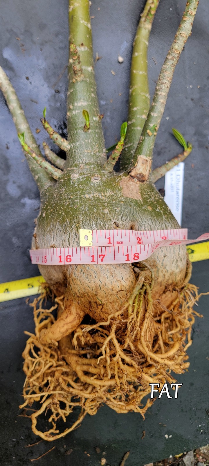 Adenium DOHFARENSE SUPERFAT Caudiciform 3 EXACTPlants 100%USAgrown RAREUncommon