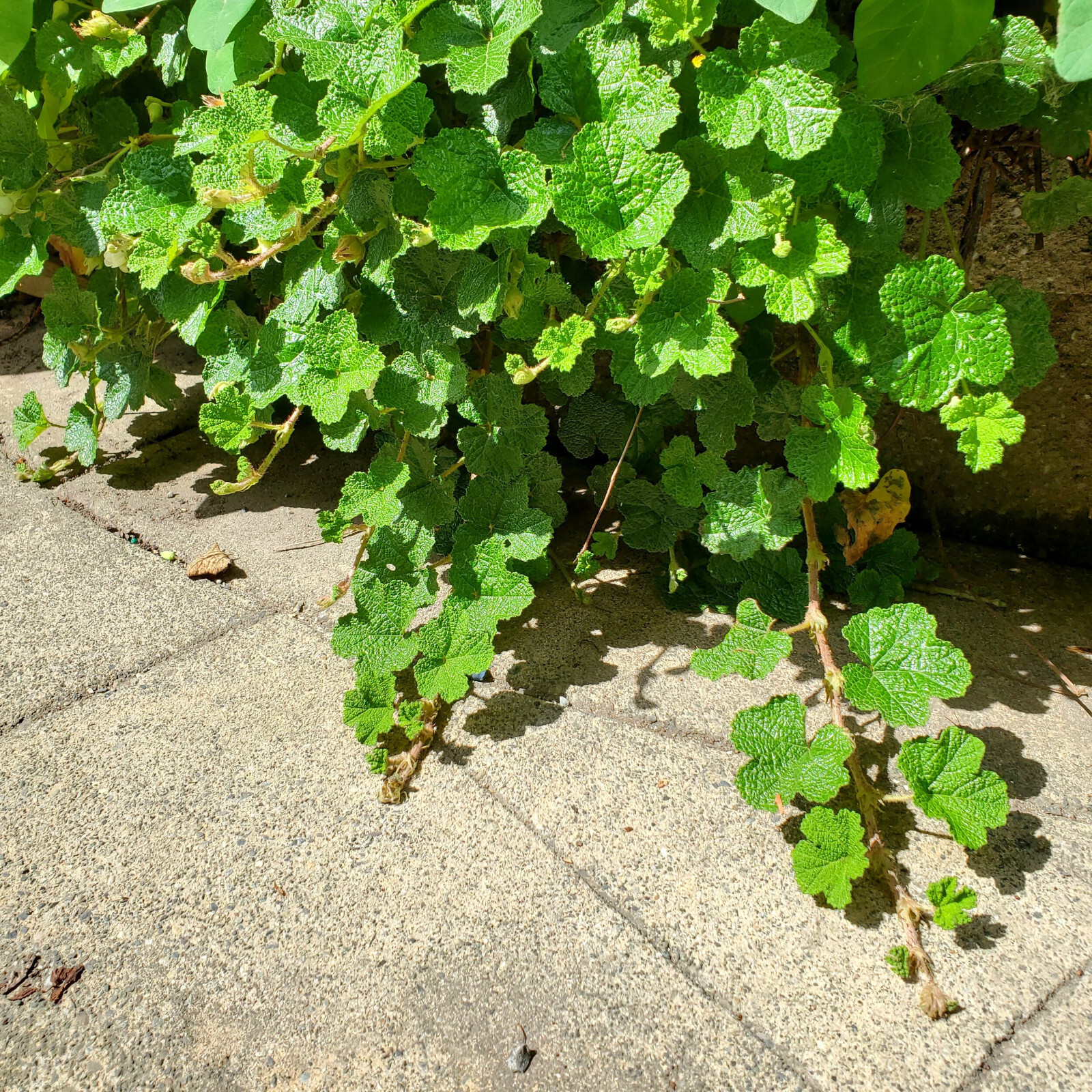 Creeping Raspberry Rubus 25 Plants in 3-1/2 inch Pots