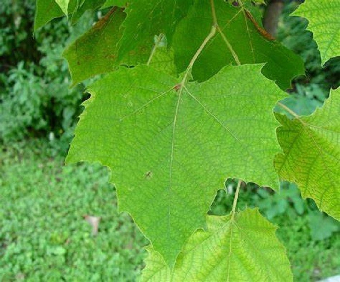 15 American Sycamore Tree Seeds