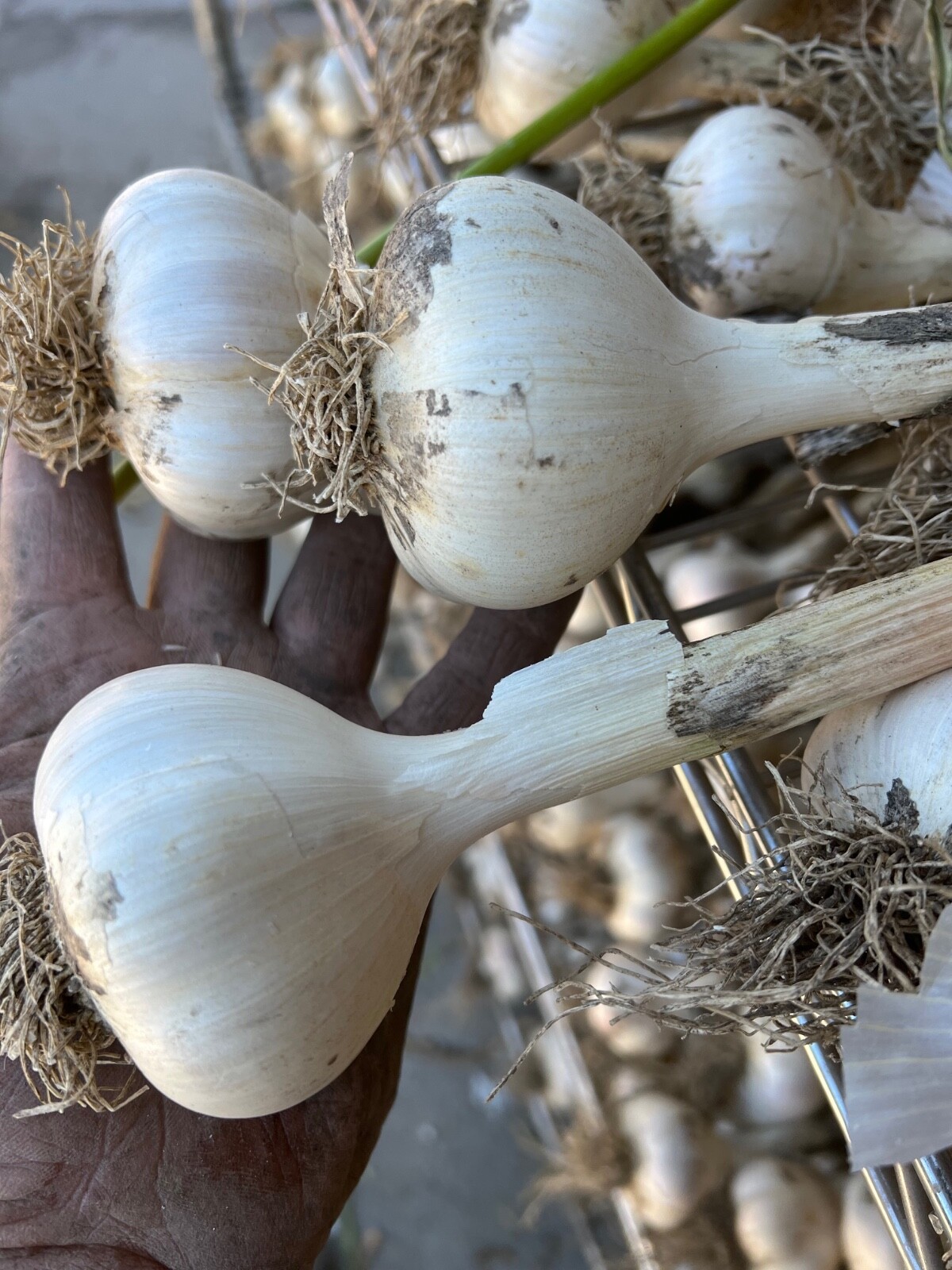 MUSIC GARLIC, Organic, Fresh, Each order has 2+ lbs