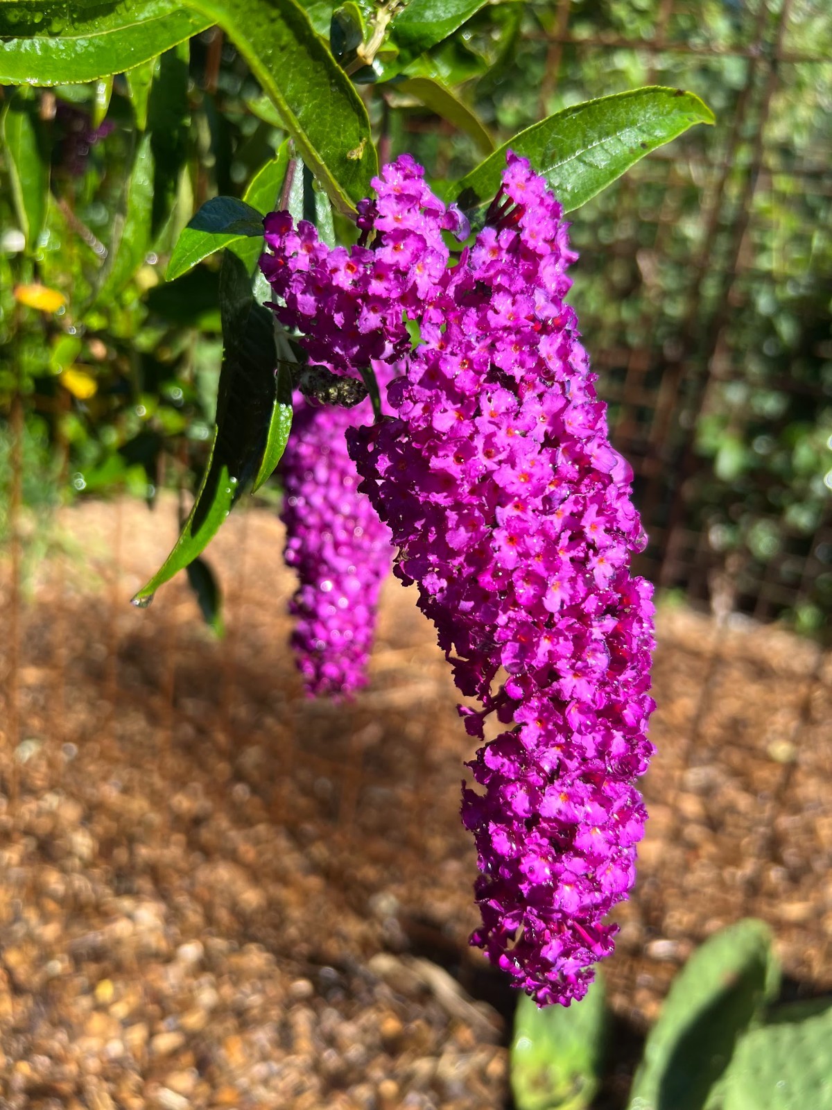 Butterfly bush cuttings X 10, roots easy – ‘violet’ color