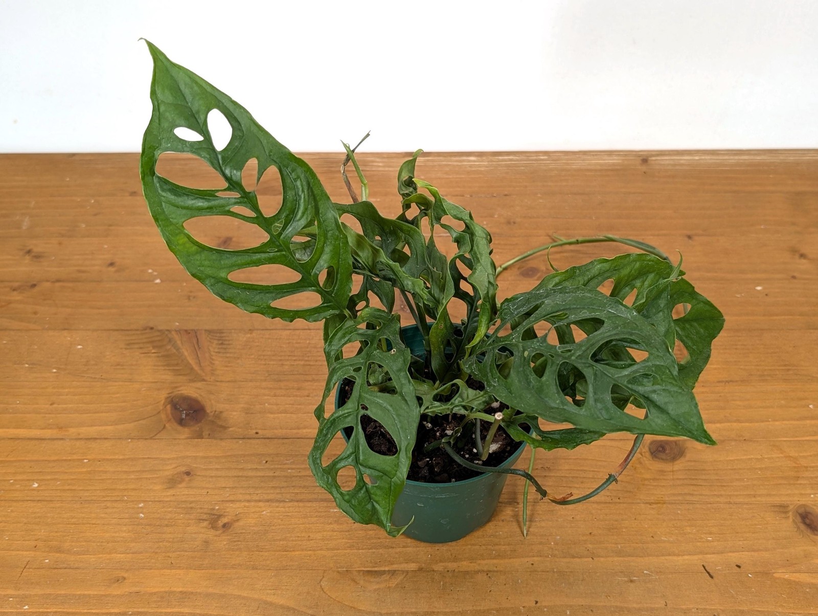 Stunning Monstera Obliqua Peru in 4 inch pot – Live Rare Tropical Aroid Great