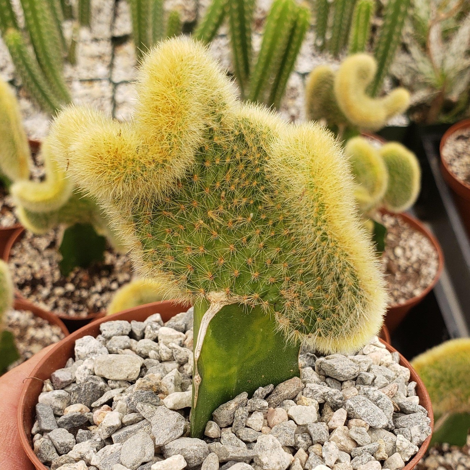 Hildewintera aureispina crest grafted cactus Cacti Succulent real live plant