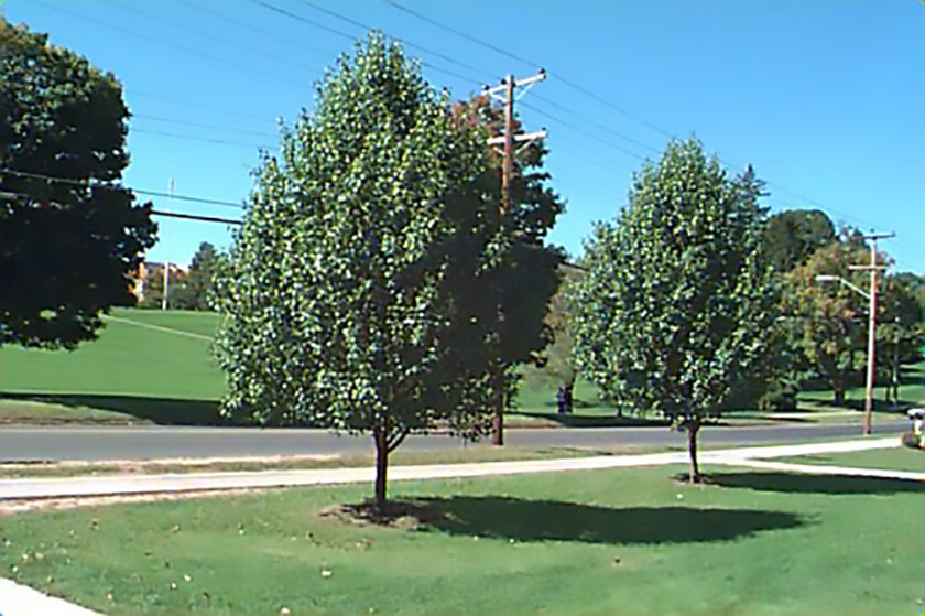 Bradford Pear, (Callery Pear), Pyrus calleryana, Tree Seeds