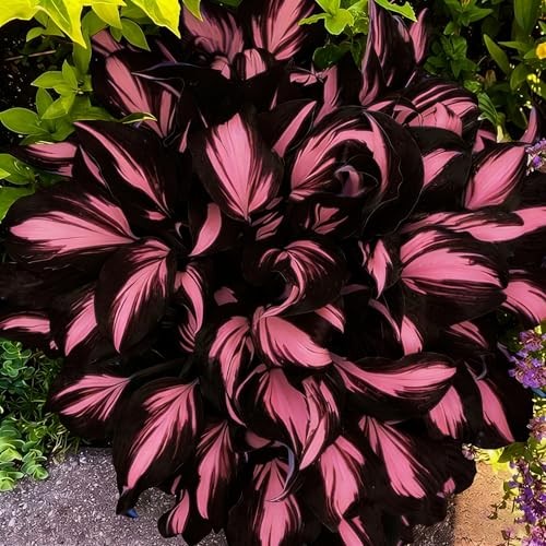 Mixed Hosta Seeds Collection(300+ Seeds),Variegated & Blue Foliage Shade