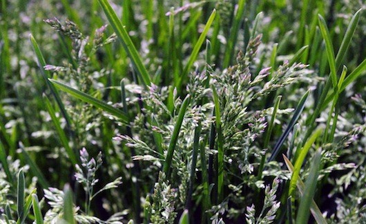 Kentucky Blue Grass Seed, (1 Lb. Pack), KenBlue, Lawn and Turfgrass Seed