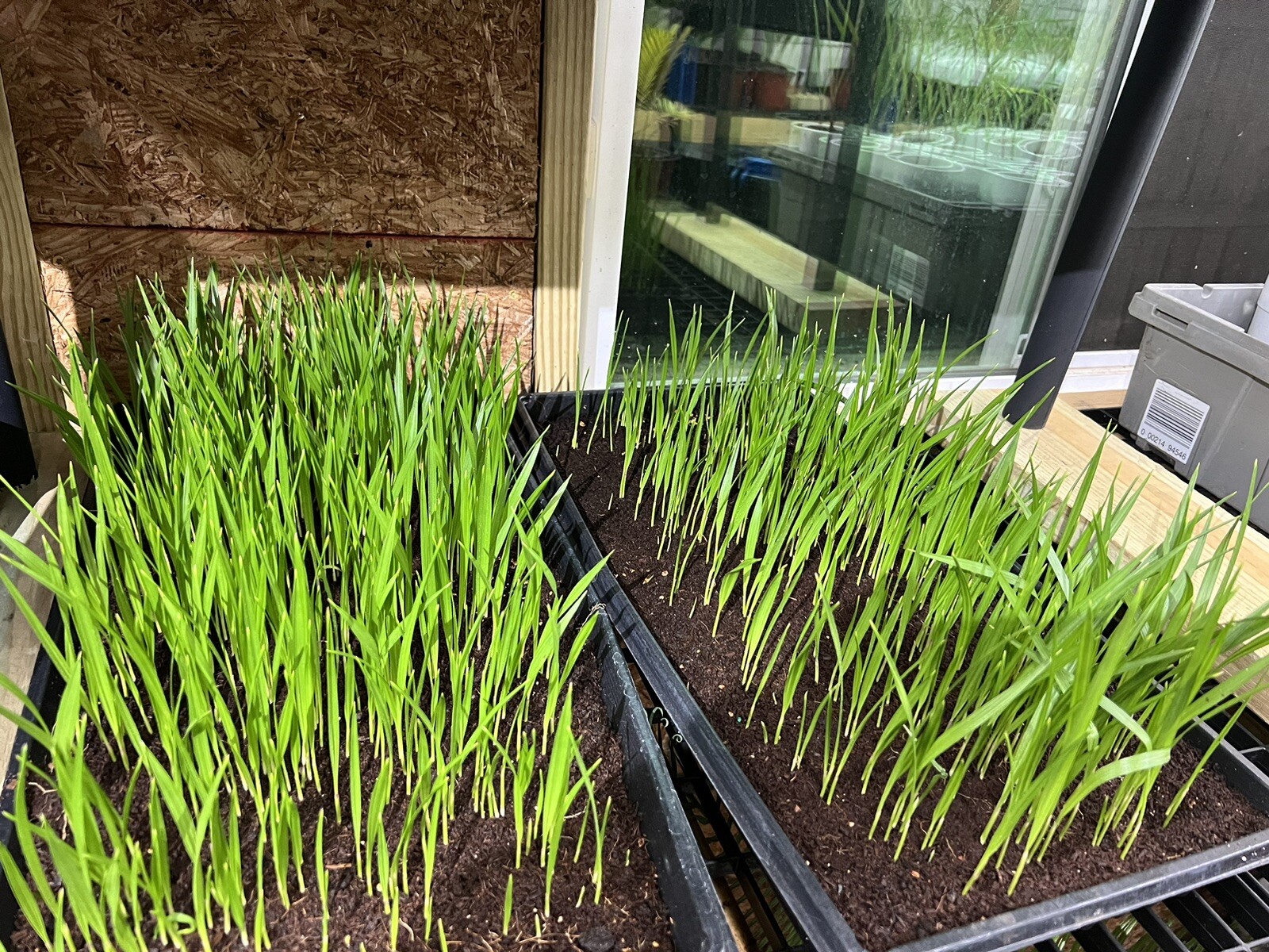 20 Mexican Fan Palm Tree Seedlings 5-8” Washingtonia Robusta