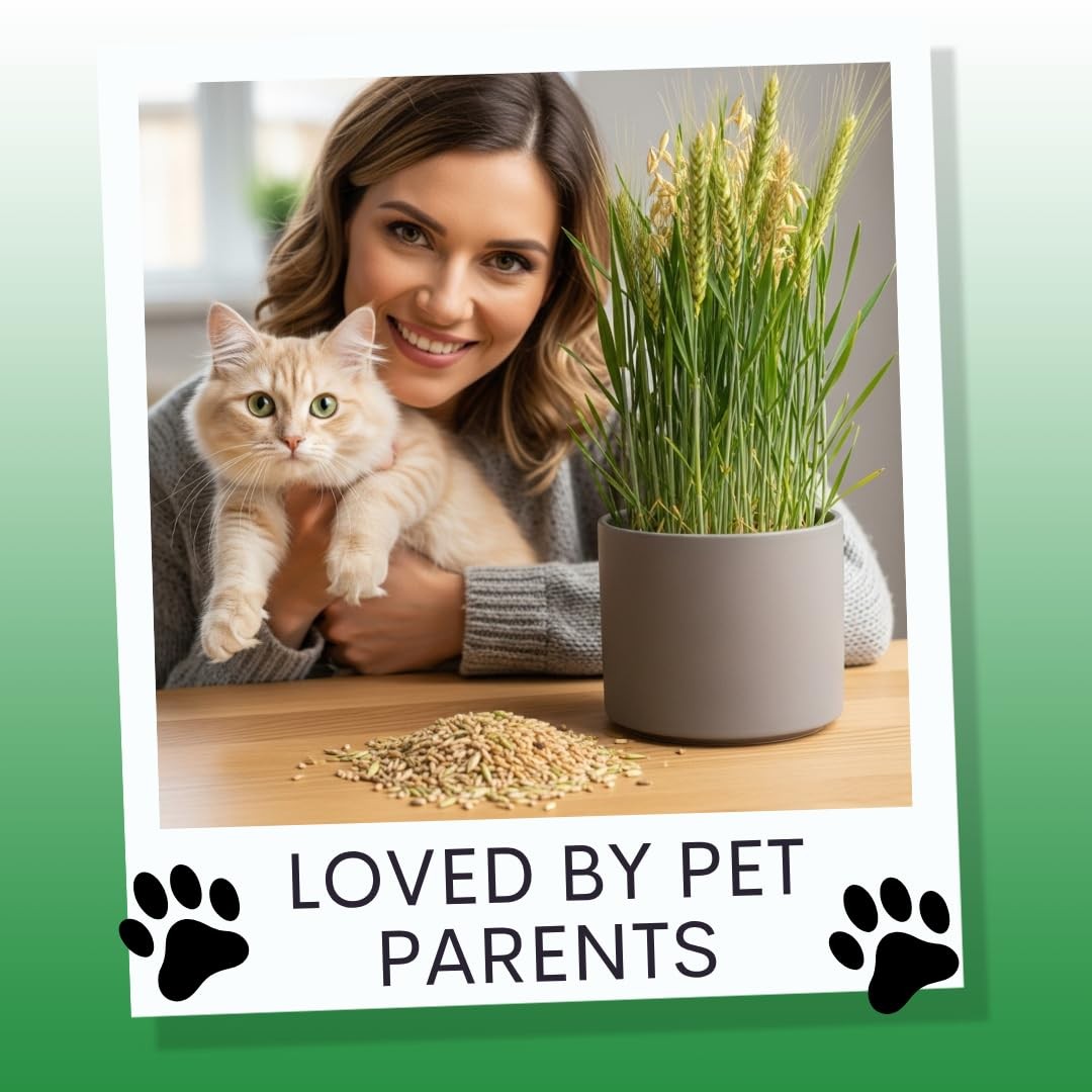 Cz Grain Cat Grass Seeds For Growing 4 Way Blend Rye Wheat Oats And Barley Made