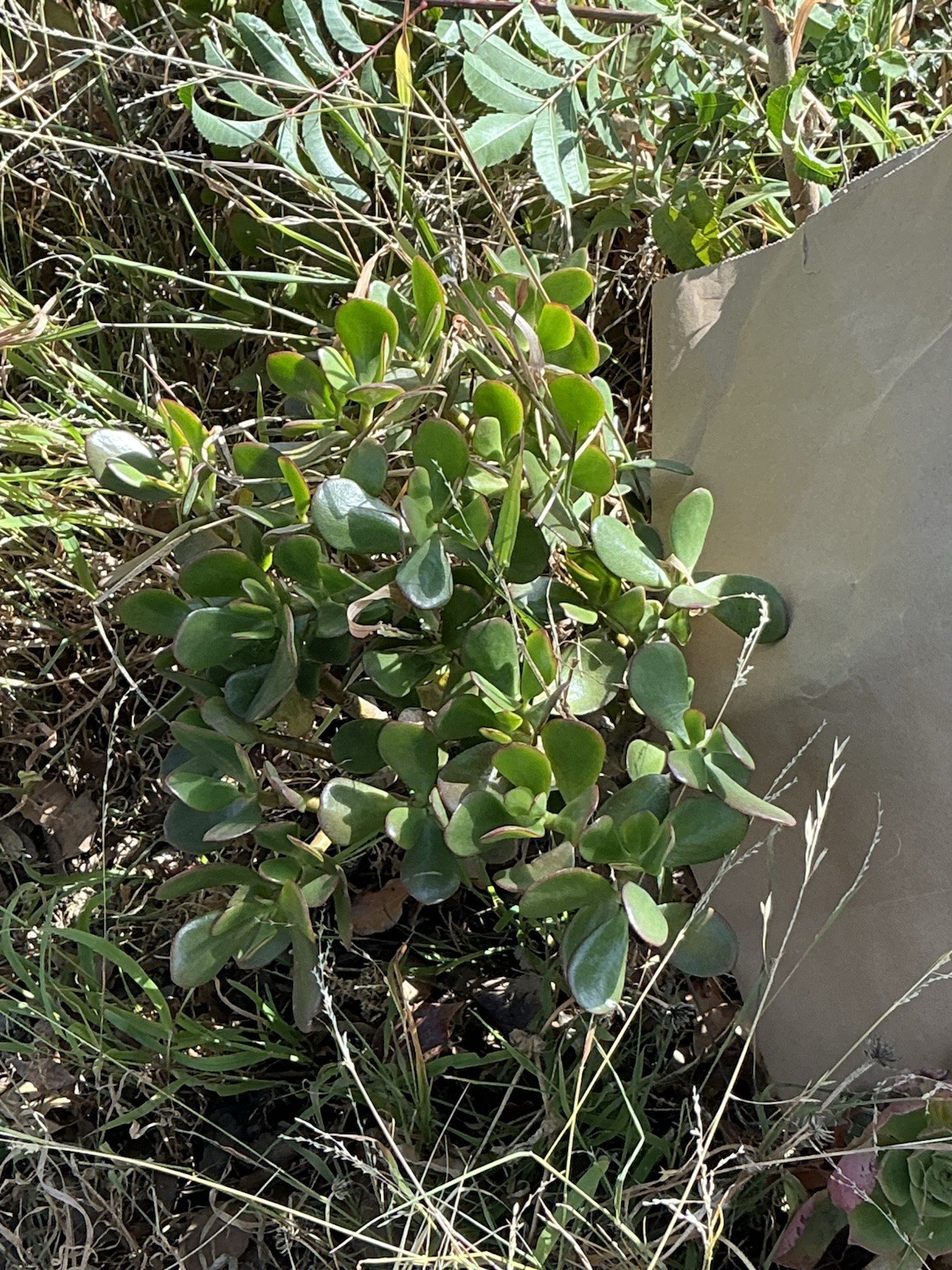 healthy jade plant with roots, Around 16” To 17” tall, rooted