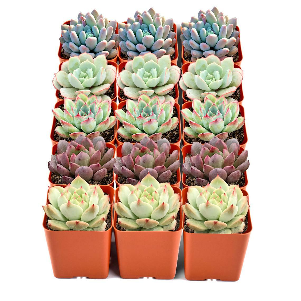 Assorted Rosette or Echeveria Succulent Rooted in 2″ Plant Pot For Garden Decor