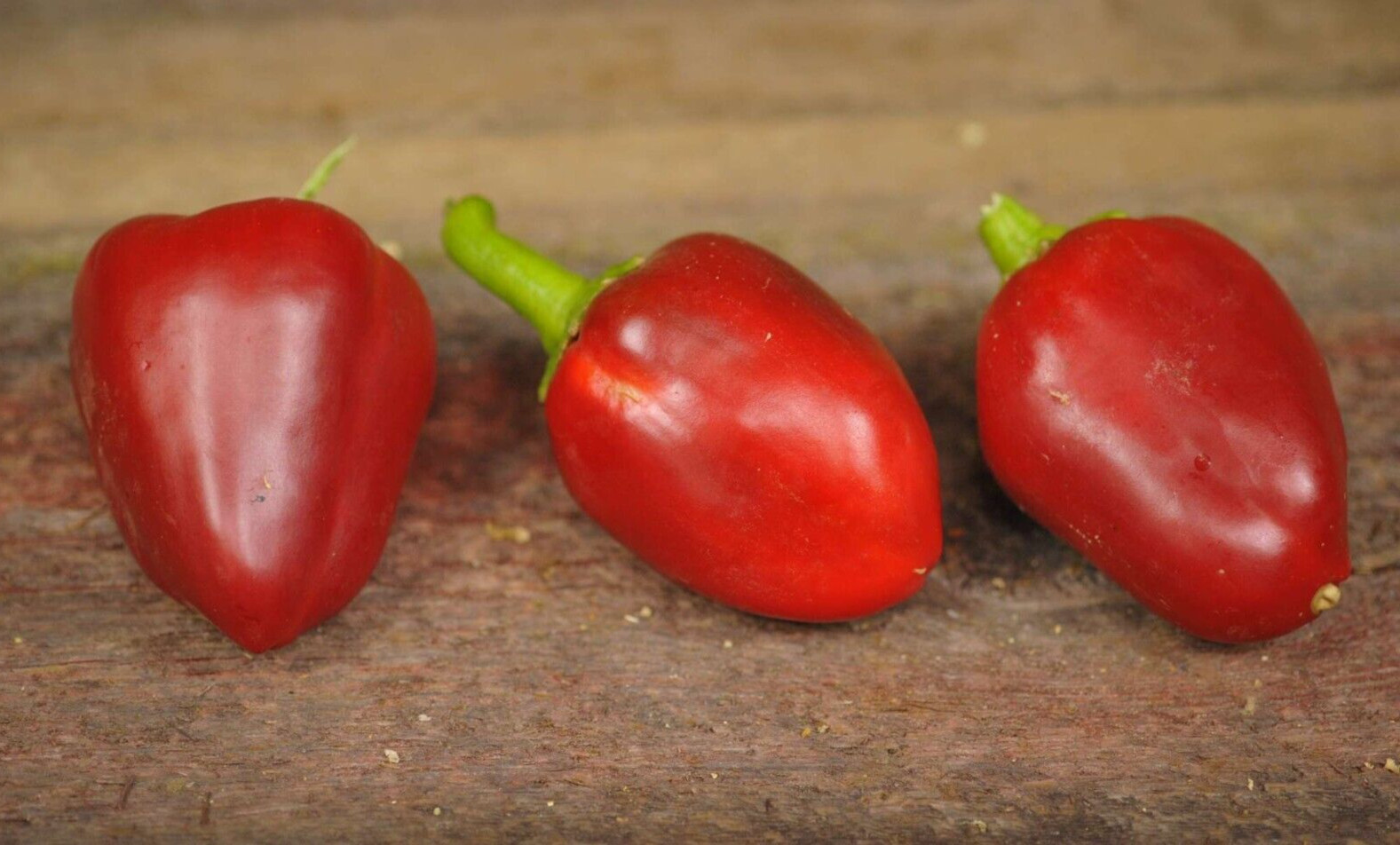 25 Harvested Fresh Choice Sweet Pimento Premium Pepper Seeds-A 53